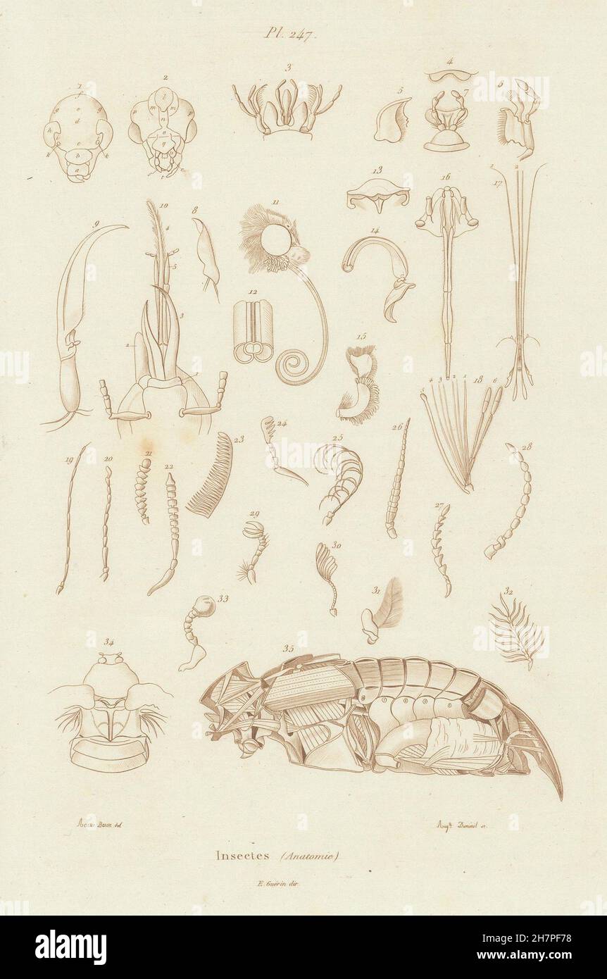 Insectes : Insectes. Anatomie Anatomie J, antique print 1833 Banque D'Images