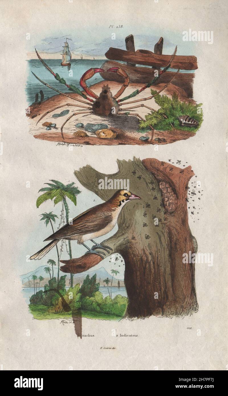 Animaux : crabe Inachus. Oiseau de l'indicateur (Honeyguide), antique print 1833 Banque D'Images