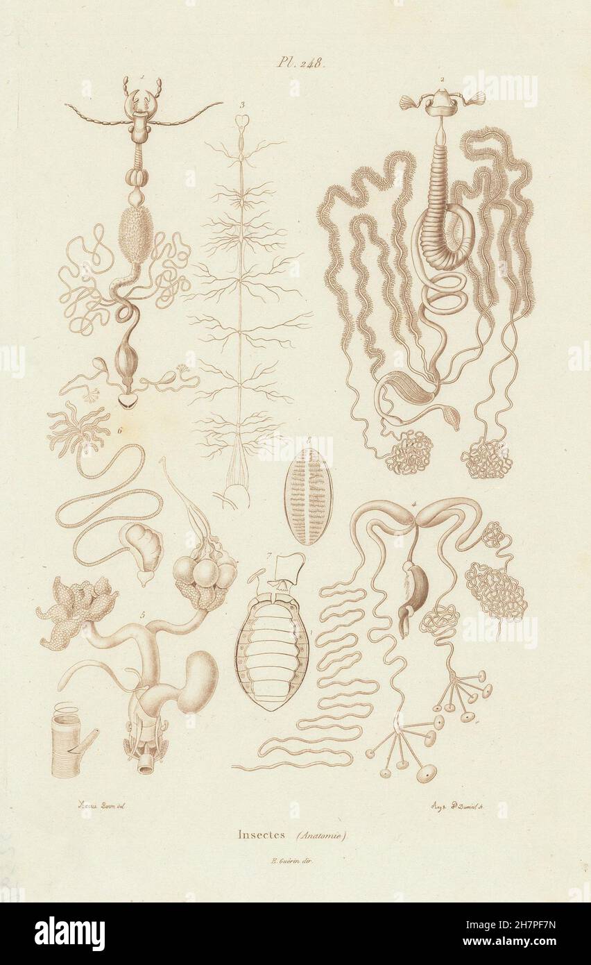 Insectes : Insectes Pot Anatomy II, antique print 1833 Banque D'Images