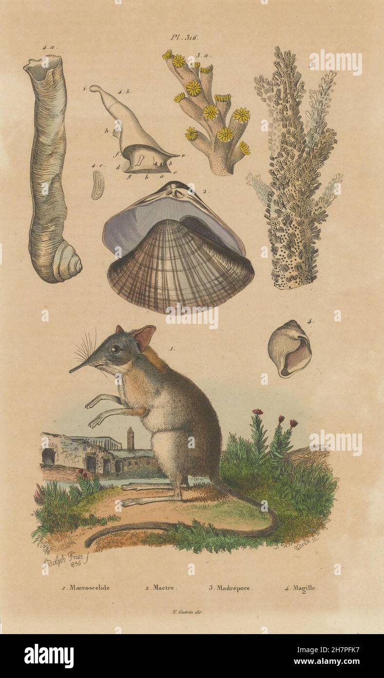 Musaraigne. Anodonta anatina/duck zébrée. Coraux durs madrépore.Magilus antiquus 1833 Banque D'Images