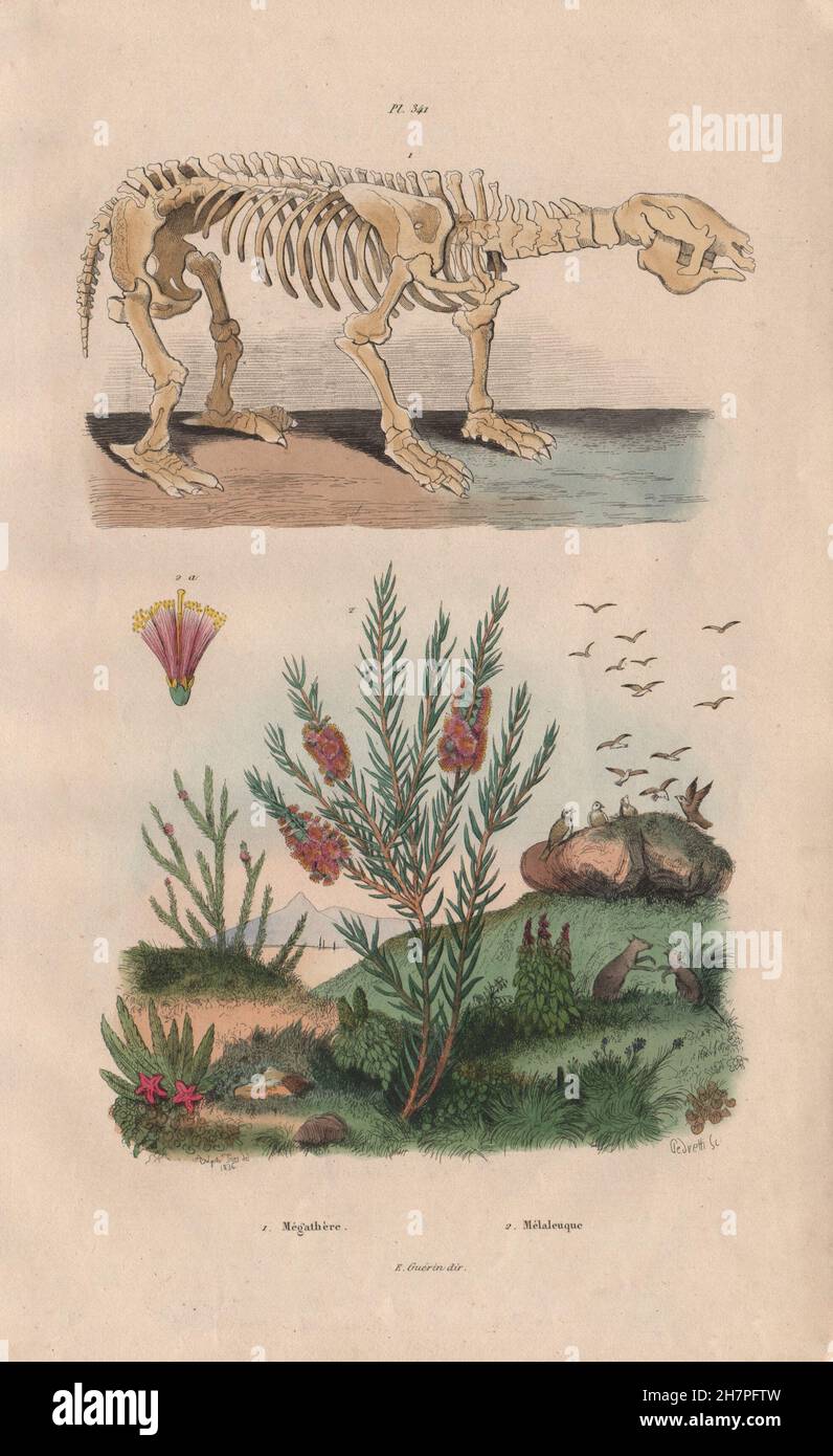 Megatherium. Melaleuca alternifolia (Tea-Tree à feuilles étroites), old print 1833 Banque D'Images
