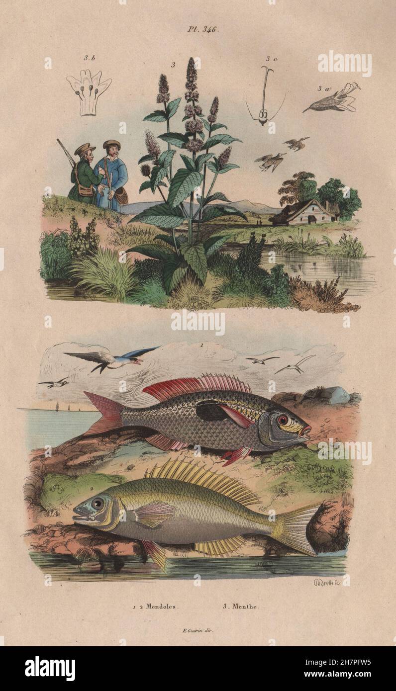 Mendoles sicklefish Spadefishes (africaine) Mendoles. Menthe (menthe), print 1833 Banque D'Images