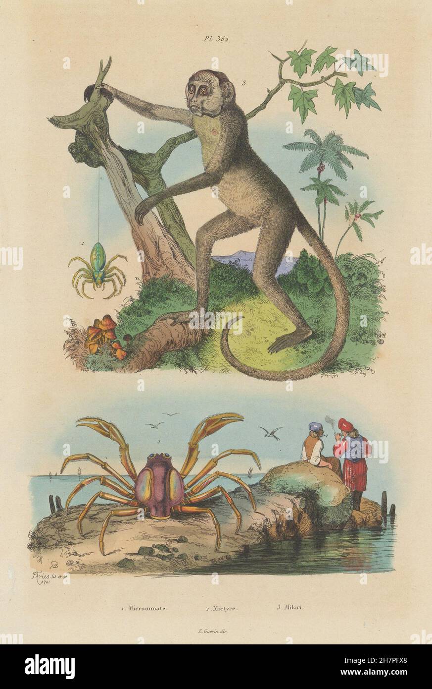 Green Spider Huntsman. Soldat(Mictyris) crabe.Muriqui(singe araignée laineux) 1833 Banque D'Images