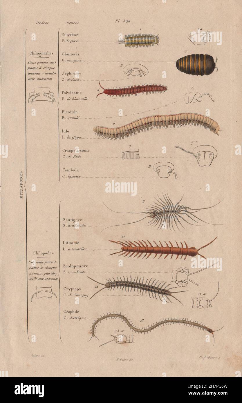 Myriapodes : Les Commandes. Les arthropodes. La classification. Myriopodes, antique print 1833 Banque D'Images