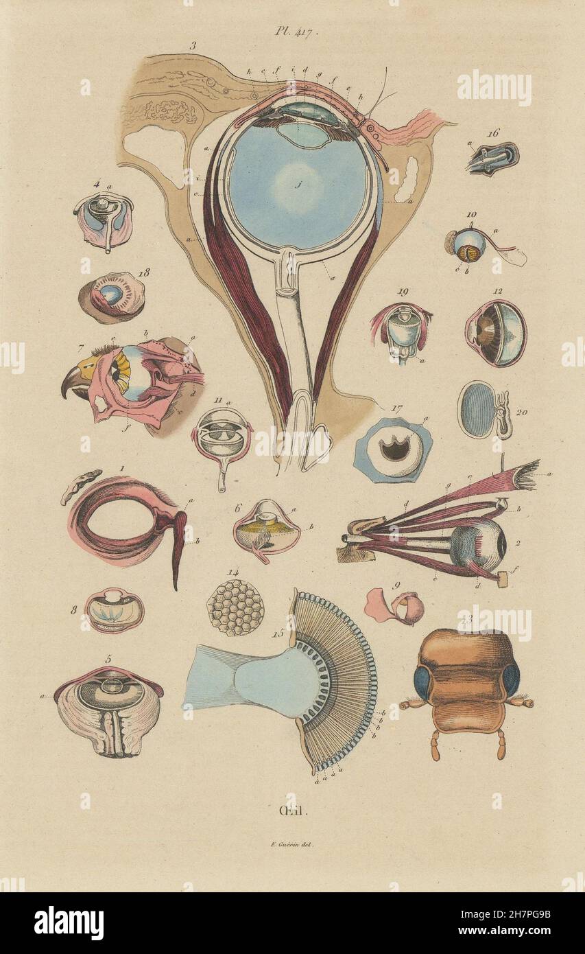 Yeux : Oeil (oeil). L'anatomie. La biologie, l'ancien 1833 Banque D'Images