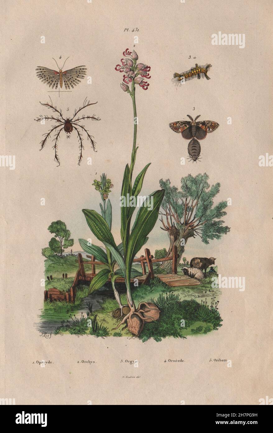 Orchidée Ophrys Houppes..Alucita/Vingt-plume Moth.Oribates/acariens Moss, 1833 Banque D'Images