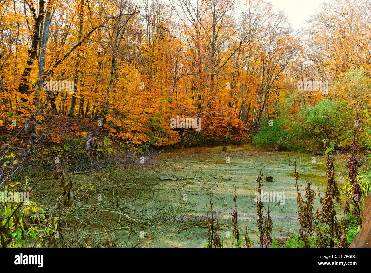 un marais vert dans une belle forêt d'automne Banque D'Images