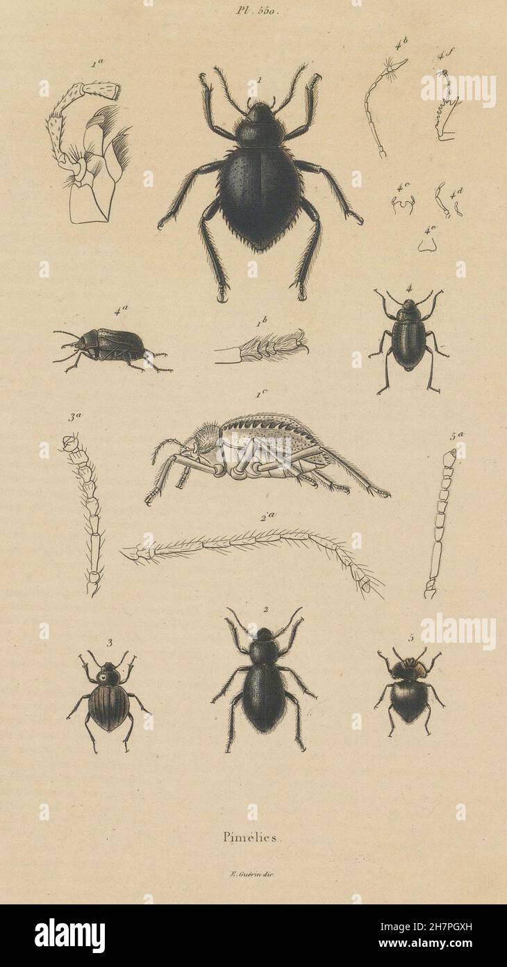 Insectes : Pimélies Pimelia - Darkling (coléoptères), antique print 1833 Banque D'Images