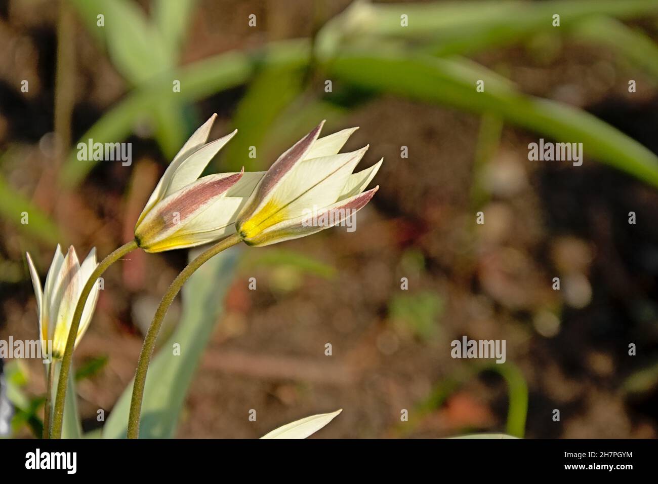 Fleurs de crowpoison blanc à moitié ouvert dans le jardin, également connu sous le nom de faux ail. Foyer sélectif.Bivalve Nothoscordum Banque D'Images
