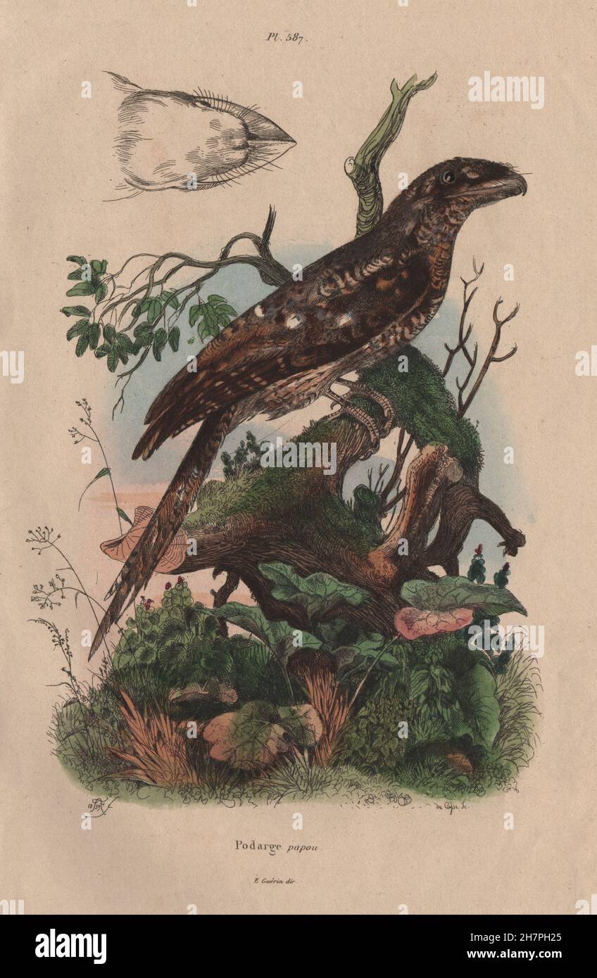 Les oiseaux : Podarge Papou papou (une grille supérieure), antique print 1833 Banque D'Images