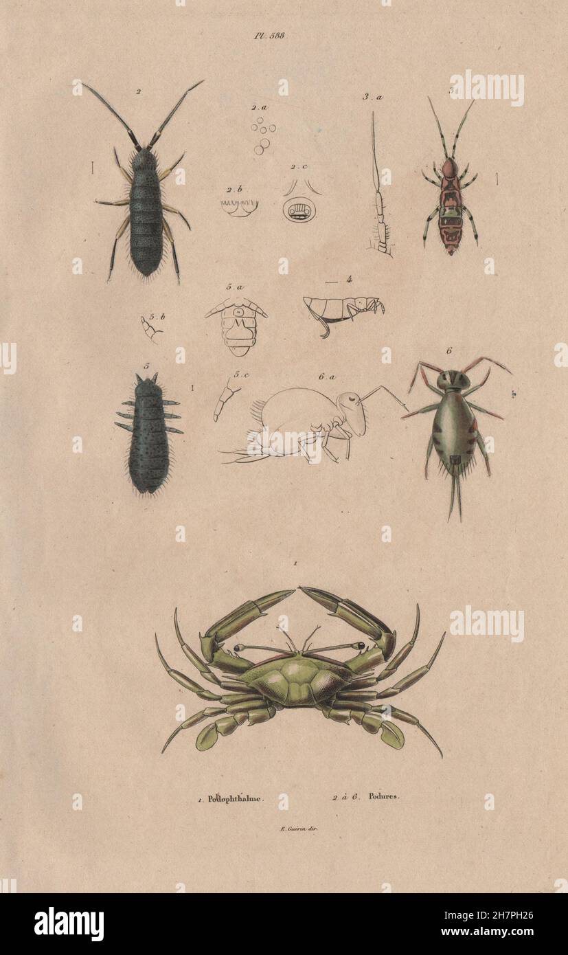 Podophthalmus Vigil le crabe. Podura aquatica (eau springtail), old print 1833 Banque D'Images