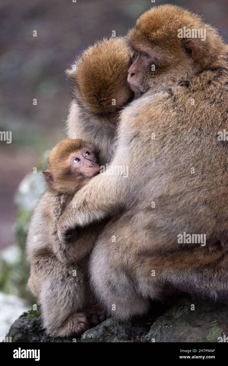 Images du Maroc.Un bébé singe accrobé à son père et sa mère leur donne un look tendre Banque D'Images