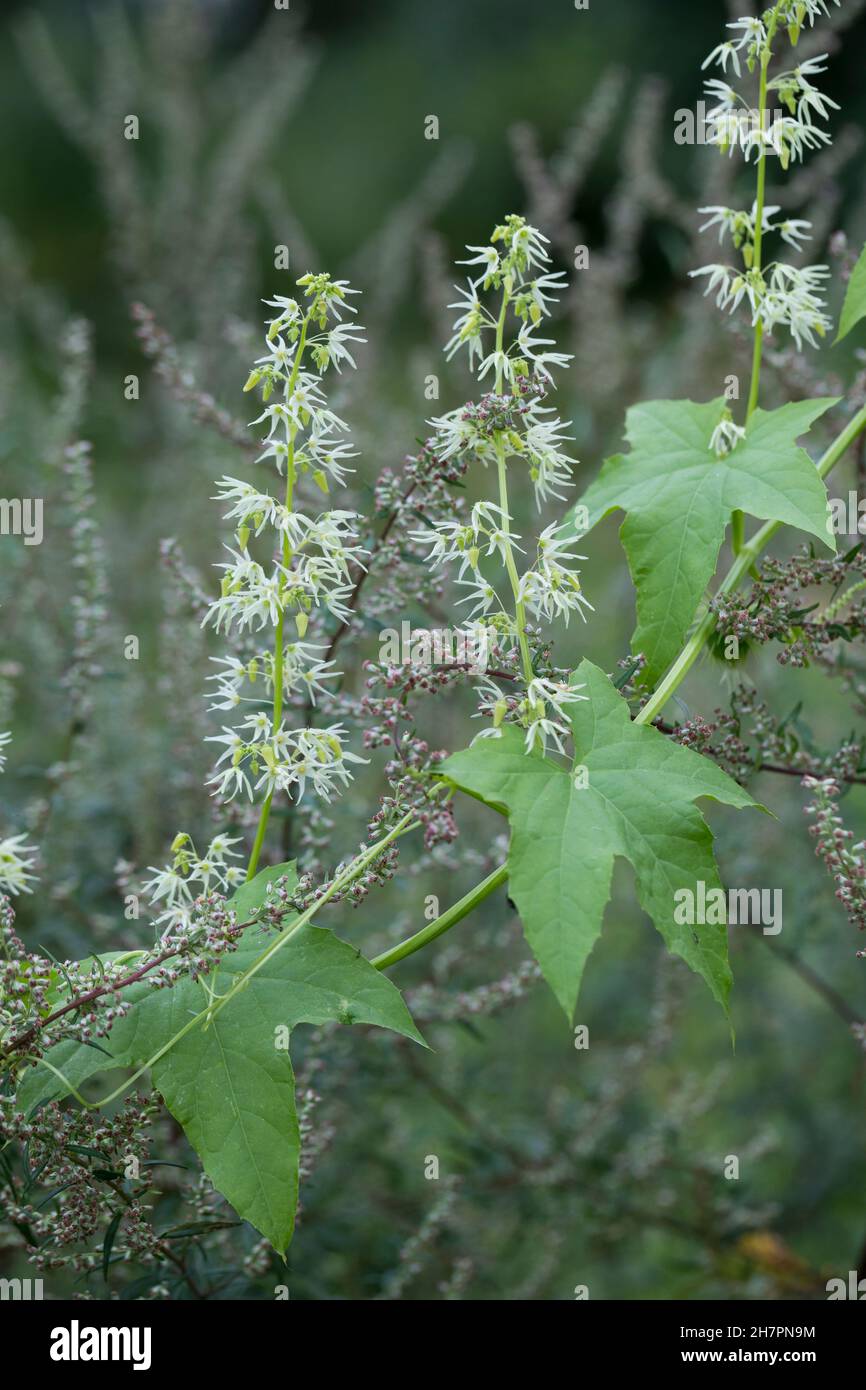 Stachelgurke, Gelapte Stachelgurke, Igelgurke, Echinocystis lobata, concombre sauvage,concombre de pruche, concombre de bur Banque D'Images