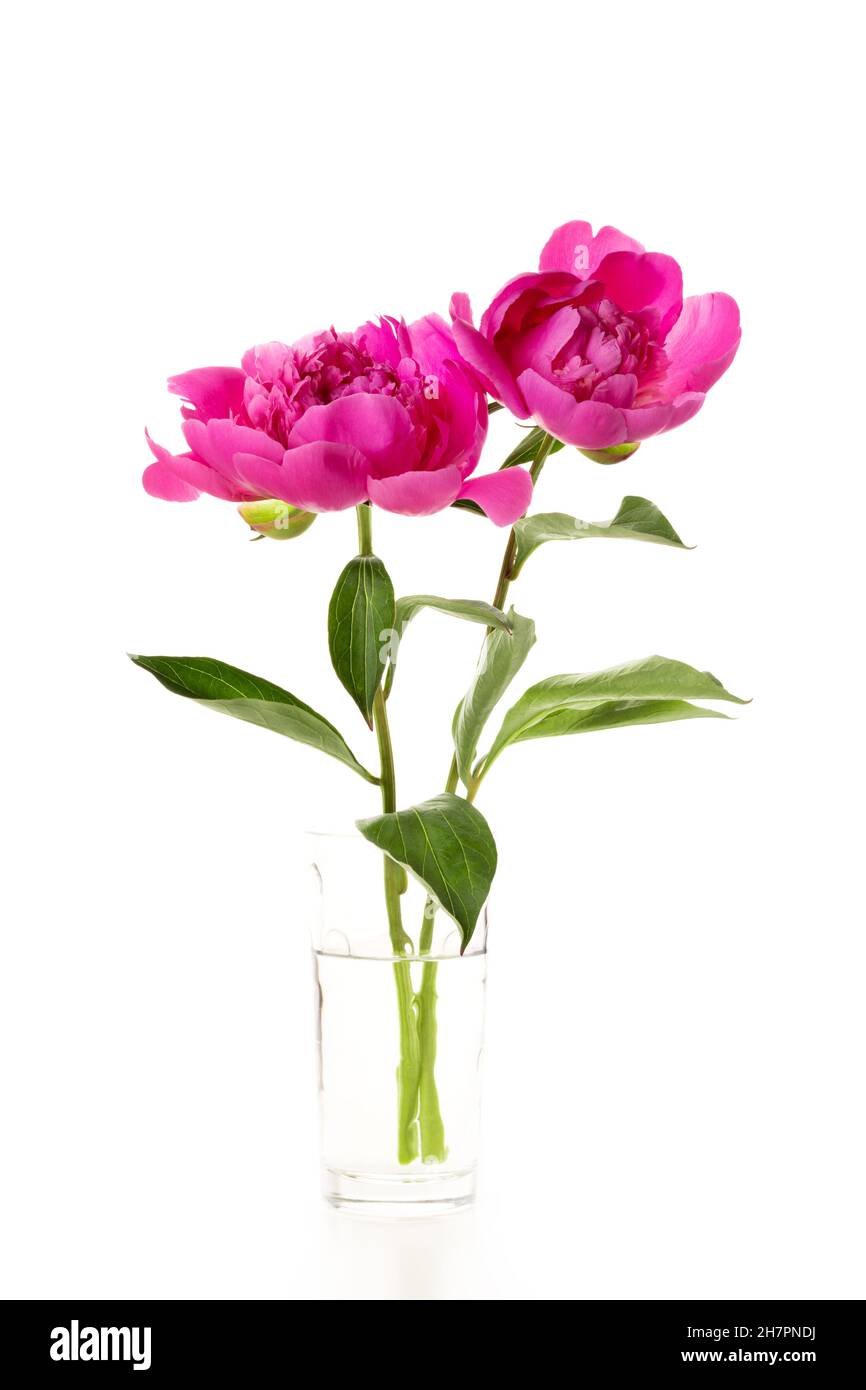 Deux pivoines roses dans un vase en verre isolé sur fond blanc.Motif carte à fleurs Banque D'Images