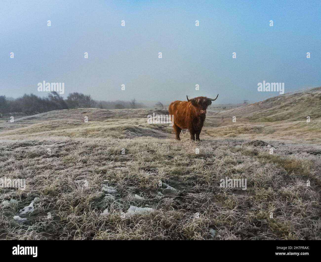 Élevage de bétail Scottosh dans le paysage hivernal de Weißenhäuser Strand, Allemagne.La vache est debout sur une dune gelée. Banque D'Images