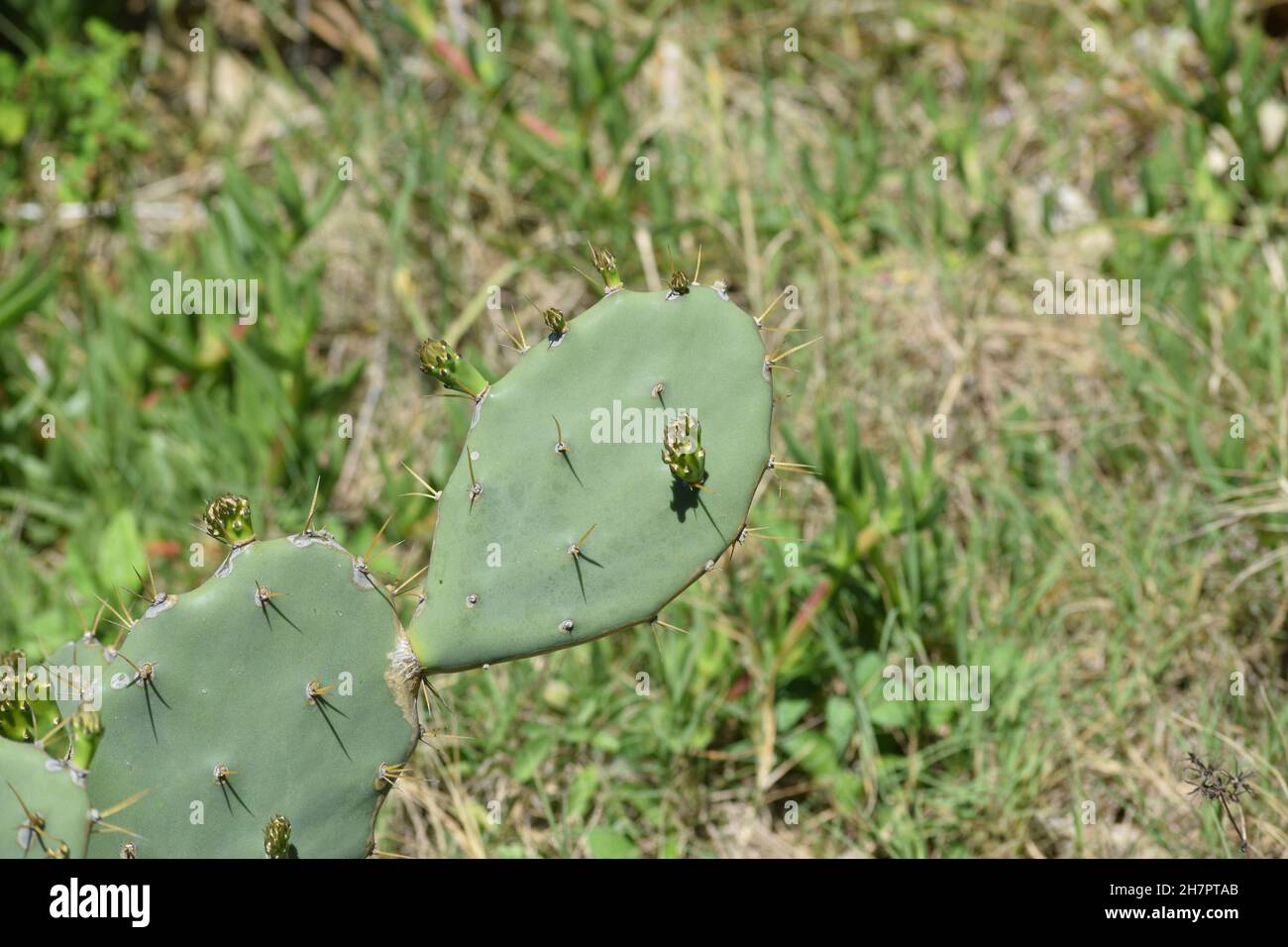 De nouveaux bourgeons sortent de vieilles feuilles sur un cactus de Pear de Prickly. Banque D'Images