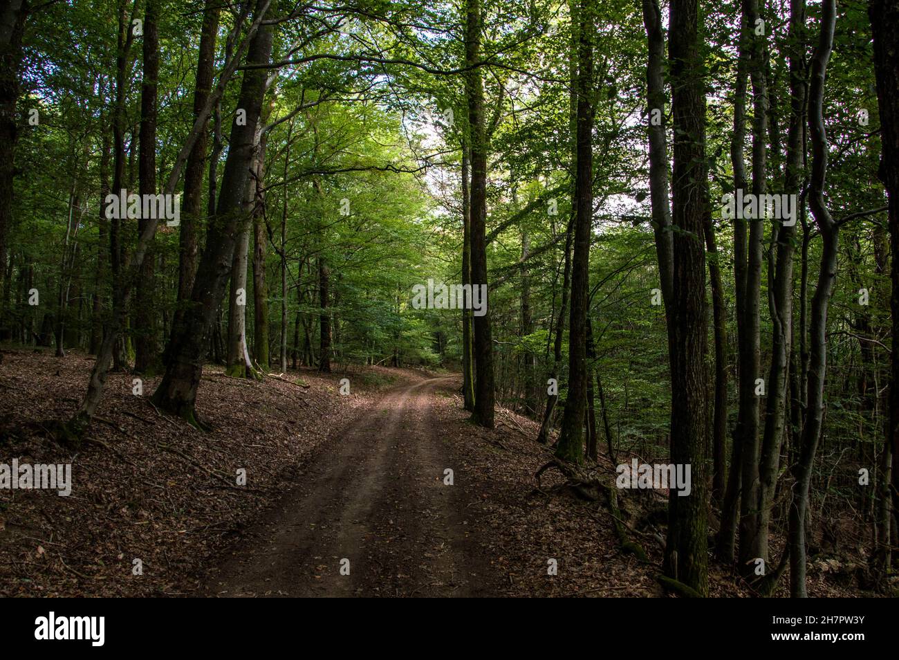Herbst Spaziergang durch Wald und Feld Banque D'Images