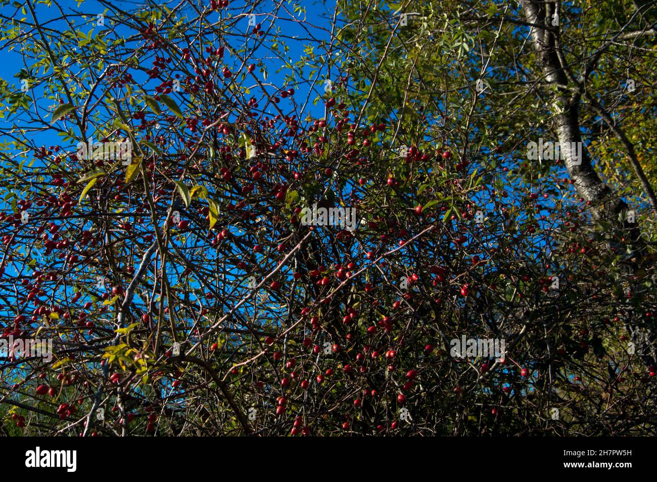 Herbst Spaziergang durch Wald und Feld Banque D'Images