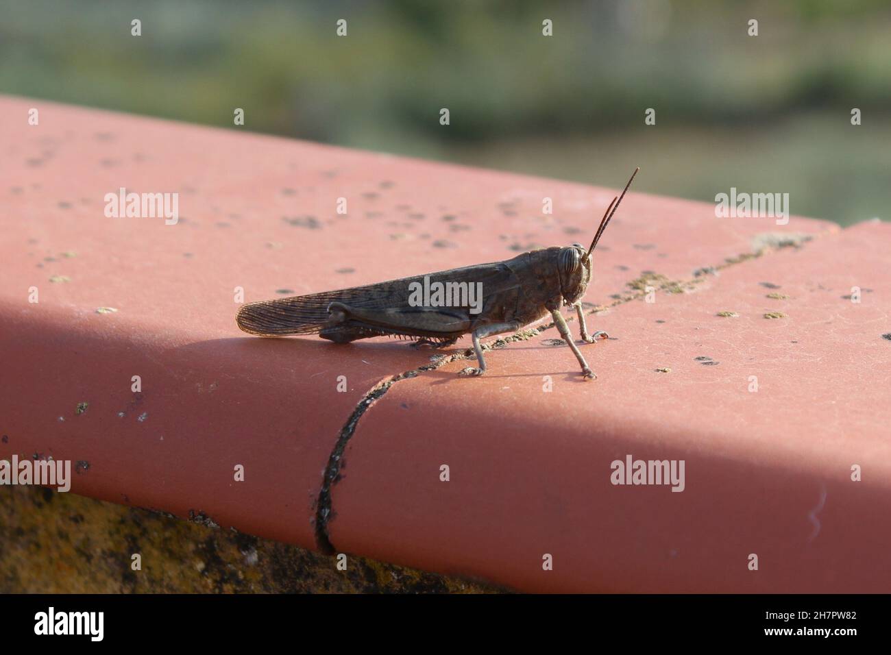 Gros plan d'un Callipamus italicus assis sur une surface rouge à la lumière du jour Banque D'Images