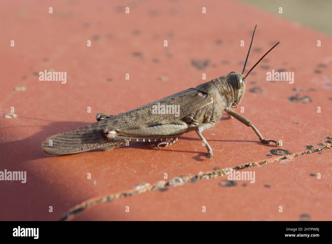 Gros plan d'un Callipamus italicus assis sur une surface rouge à la lumière du jour Banque D'Images