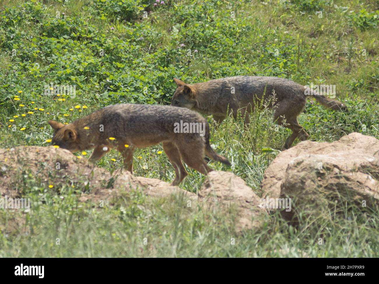 Belle vue de deux loups sibériens marchant en Espagne Banque D'Images