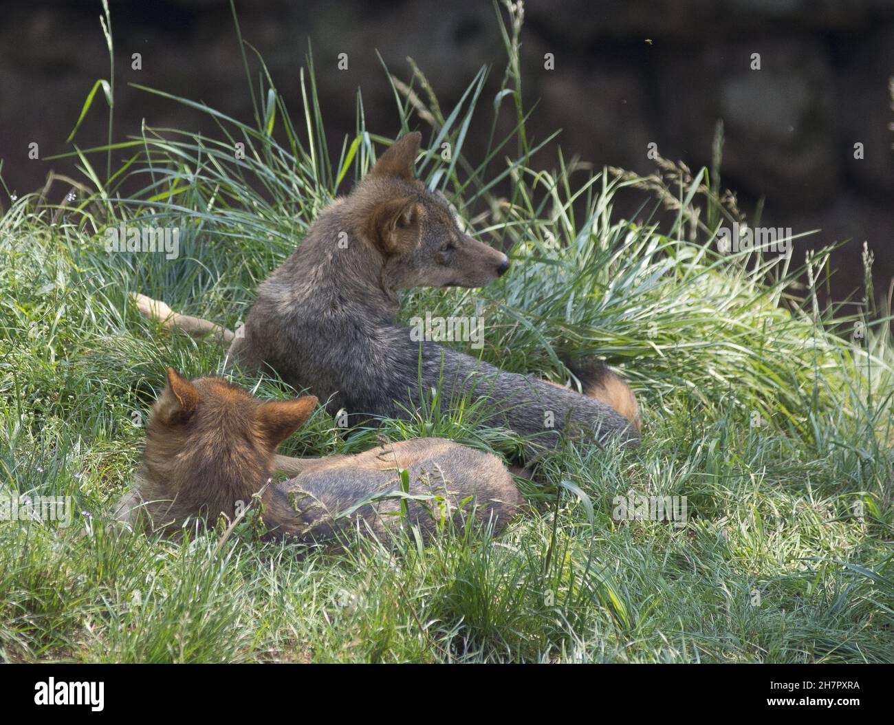 Belle vue de deux loups sibériens dans l'herbe en Espagne Banque D'Images