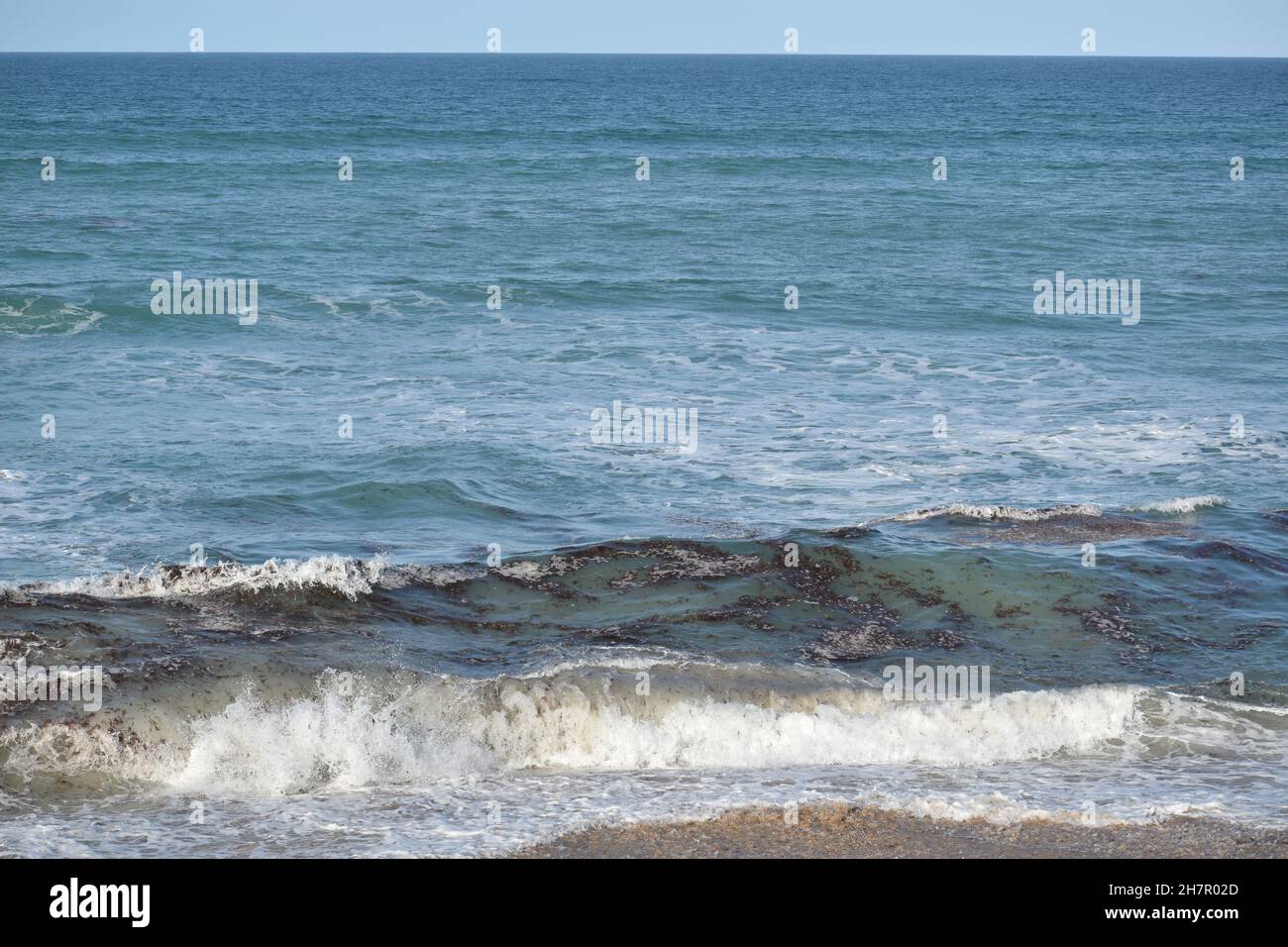 Les algues brunes se lavent à terre dans le comté de Volusia, en Floride. Banque D'Images Les algues brunes se lavent à terre dans le comté de Volusia, en Floride. Banque D'Images