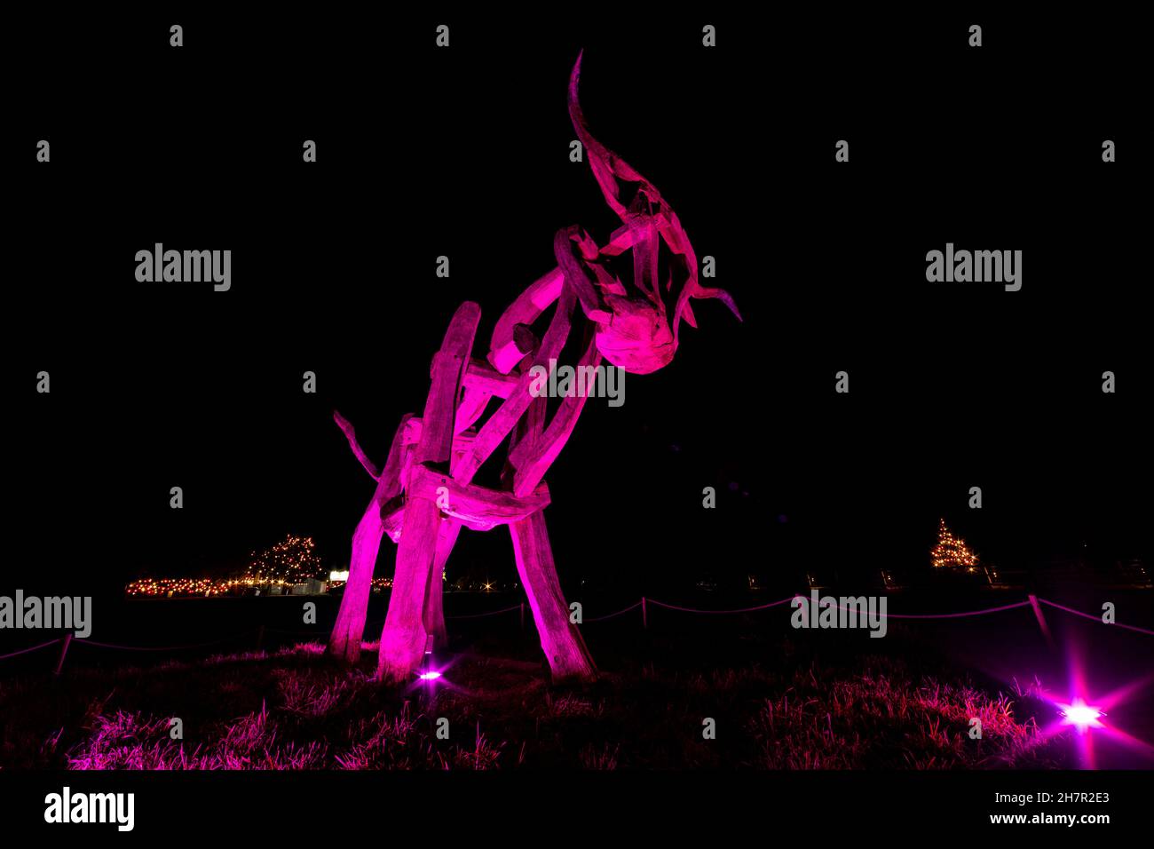 Noël.La célèbre statue de taureau éclairée en violet à l'entrée du centre de l'artisanat Taurus.Un site de Camphill Village. Banque D'Images