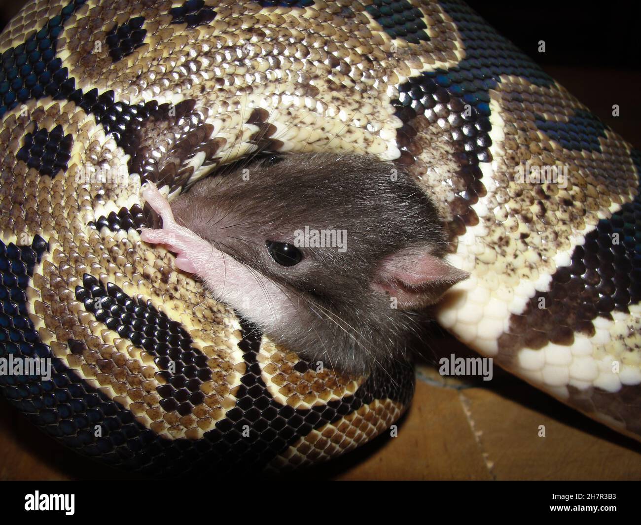 Python manger un rat Banque D'Images