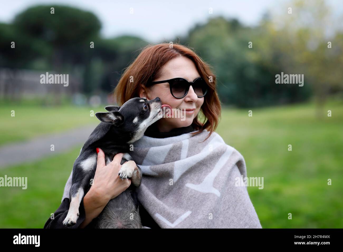 Chihuahua liche la femme sur le visage.Chien de race Chihuahua à poil court de couleur gris foncé.Femme d'âge moyen qui aime les petits chiens. Banque D'Images