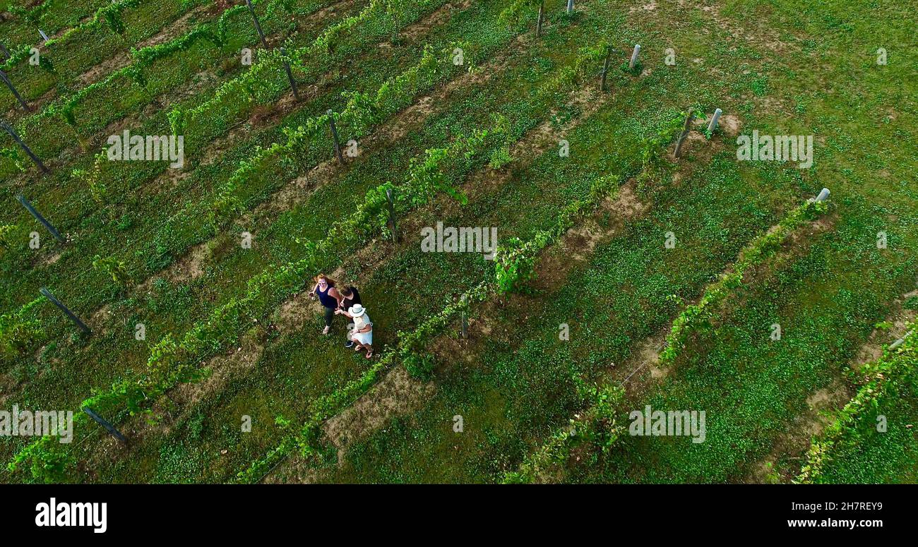 Vue aérienne de deux personnes marchant entre des rangées de vignes dans le vignoble de Bailey's Run Winery, New Glarus, Wisconsin, États-Unis Banque D'Images