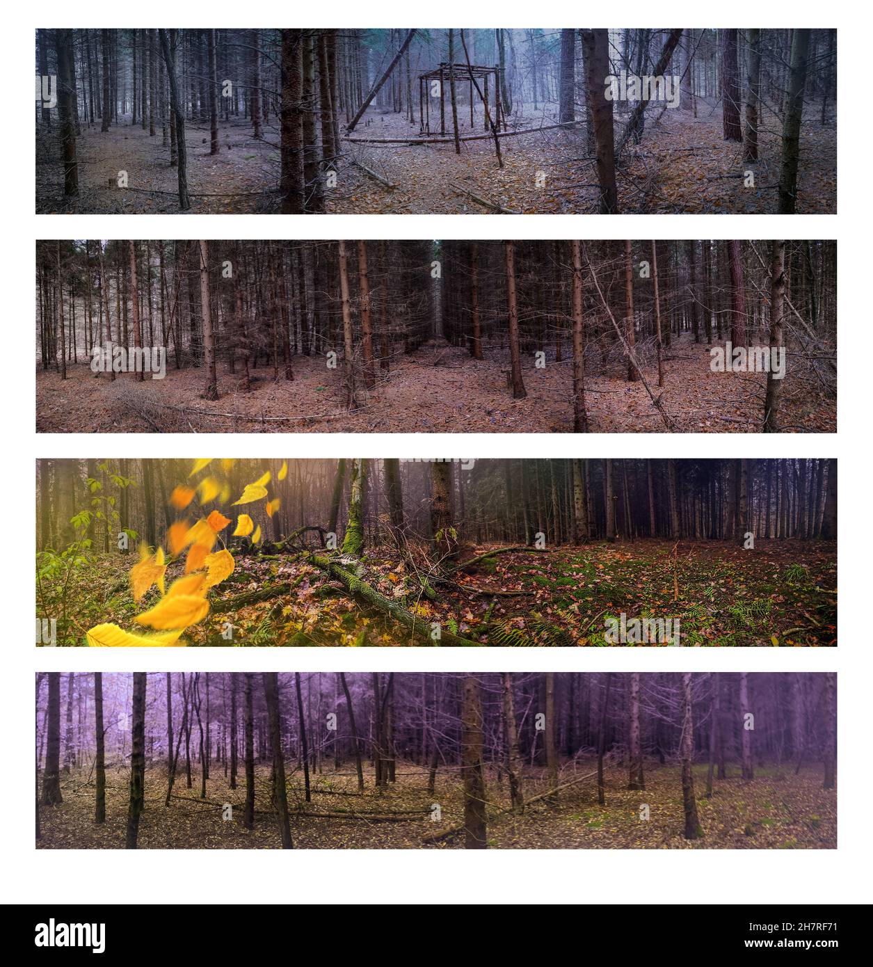 Panoramique horizontal large bannière de la nature misty automne paysage avec orange chute feuilles d'automne.Large bande horizontale panoramique collage. Banque D'Images