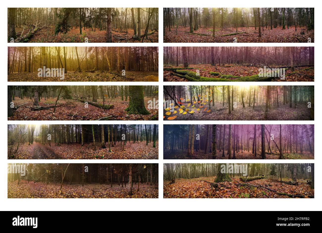 Vent soufflant des feuilles jaunes dans l'atmosphère mystique sombre automne parc panoramique bannière web.Collage avec différentes photos panoramiques. Banque D'Images