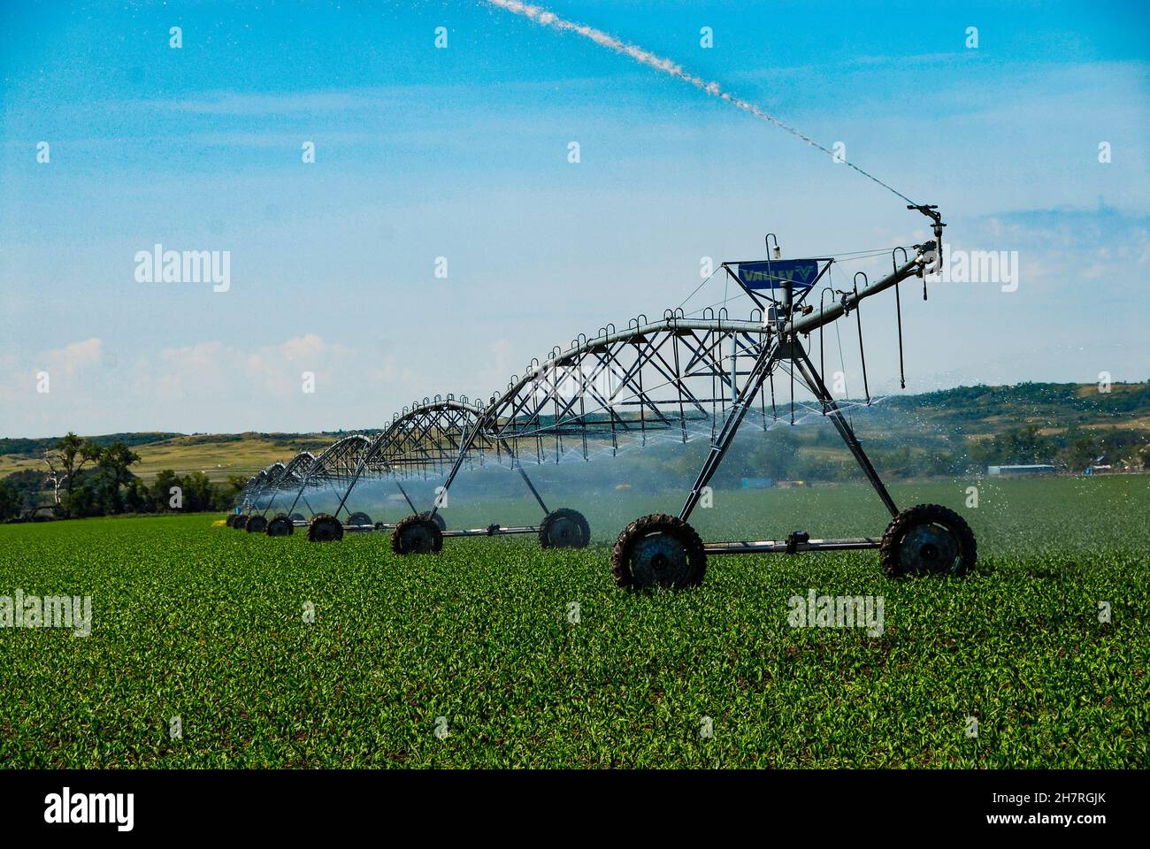Système d'irrigation à pivot central pour l'arrosage des jeunes récoltes de maïs dans le centre du Dakota du Nord. Banque D'Images