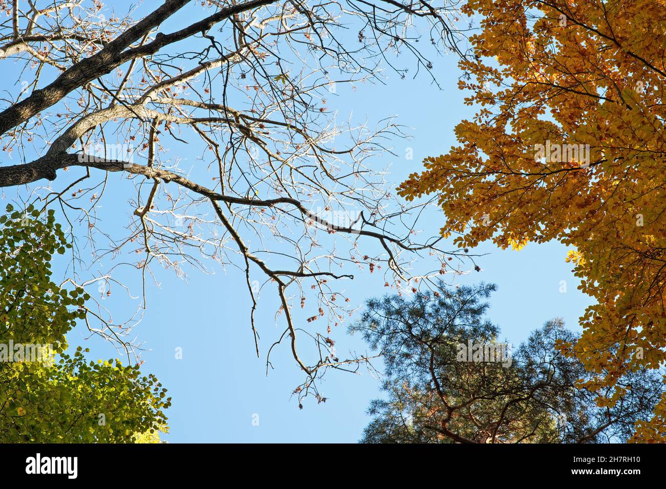 Recherche de branches d'arbres avec des feuilles en automne, contre ciel bleu clair - pin, hêtre orange, bouleau vert et un sans feuillage Banque D'Images