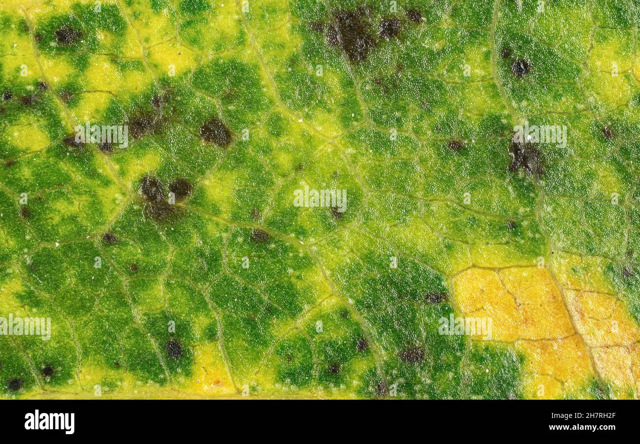 Feuille d'arbre déchue, parties de celle-ci de couleur jaune orange et brun foncé taches, détail microscope largeur d'image 9 mm Banque D'Images