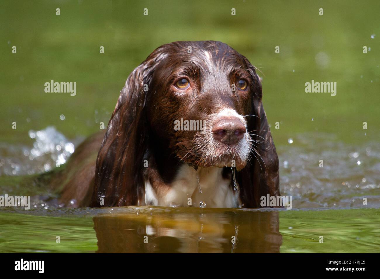 Springer Spaniel dans la rivière Banque D'Images