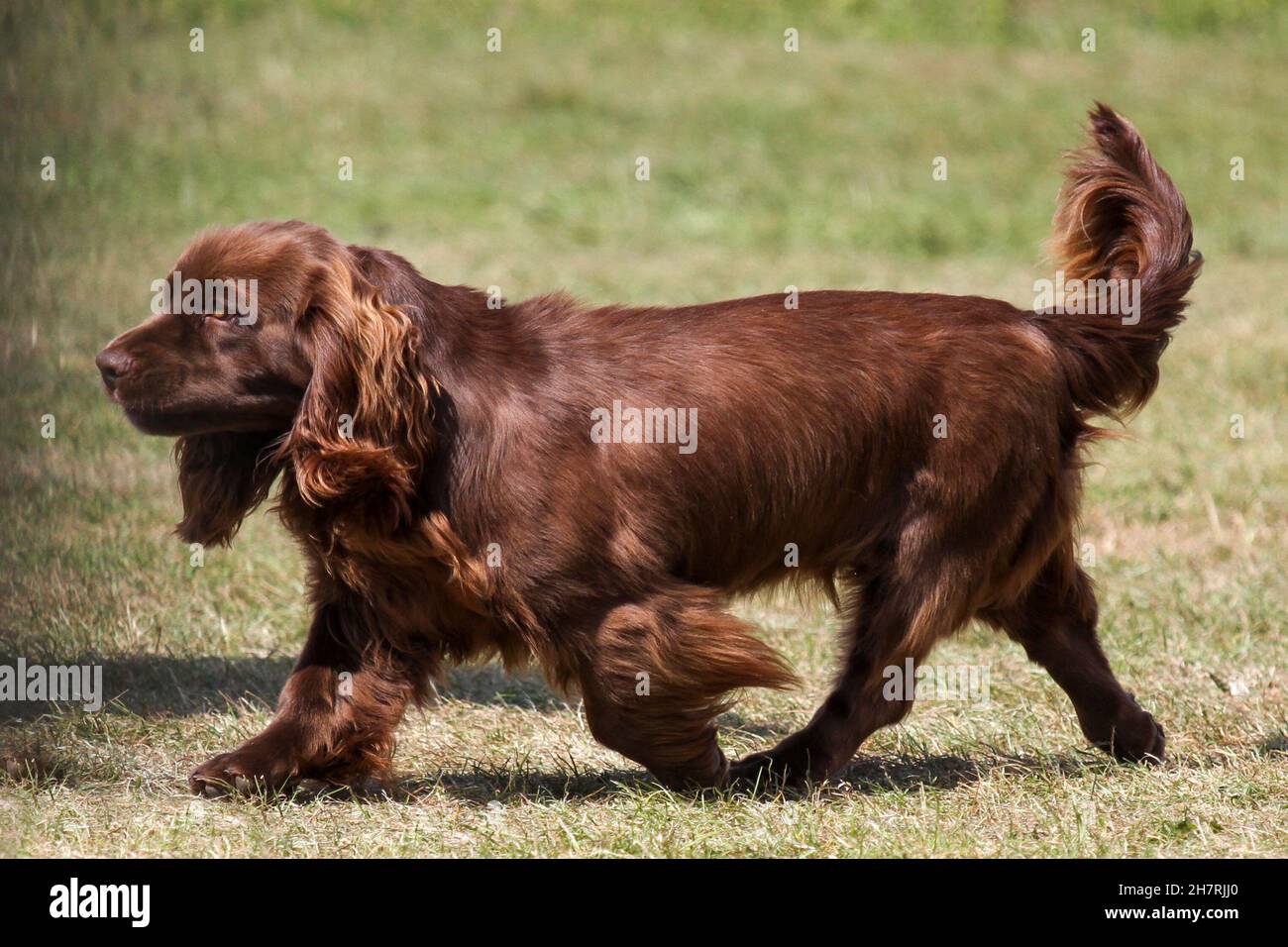 Sussex épagneul Banque D'Images