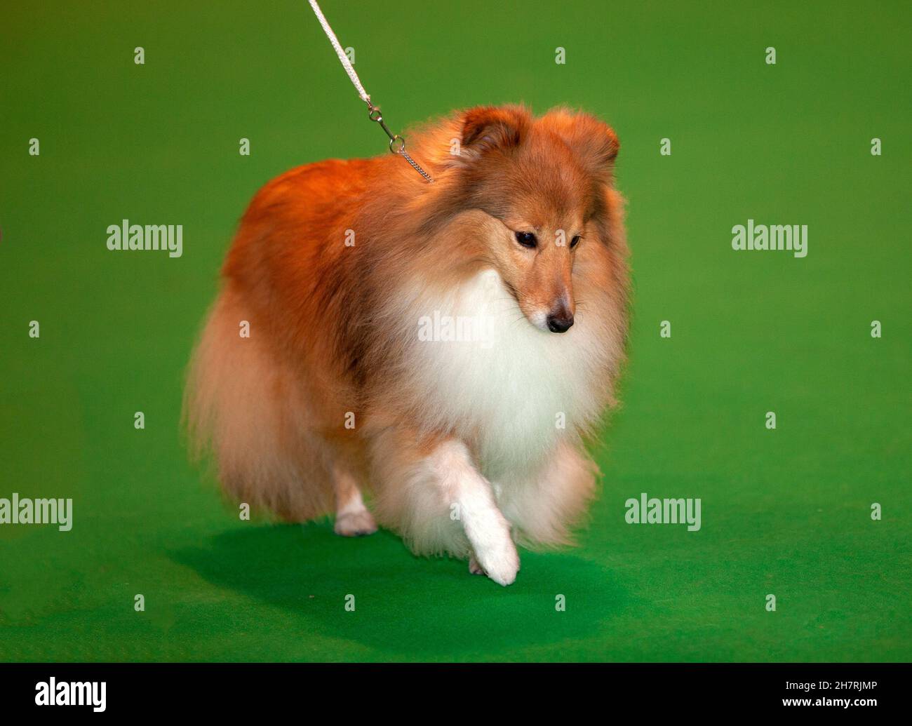 Shetland Sheepdog lors d'un spectacle canin Banque D'Images
