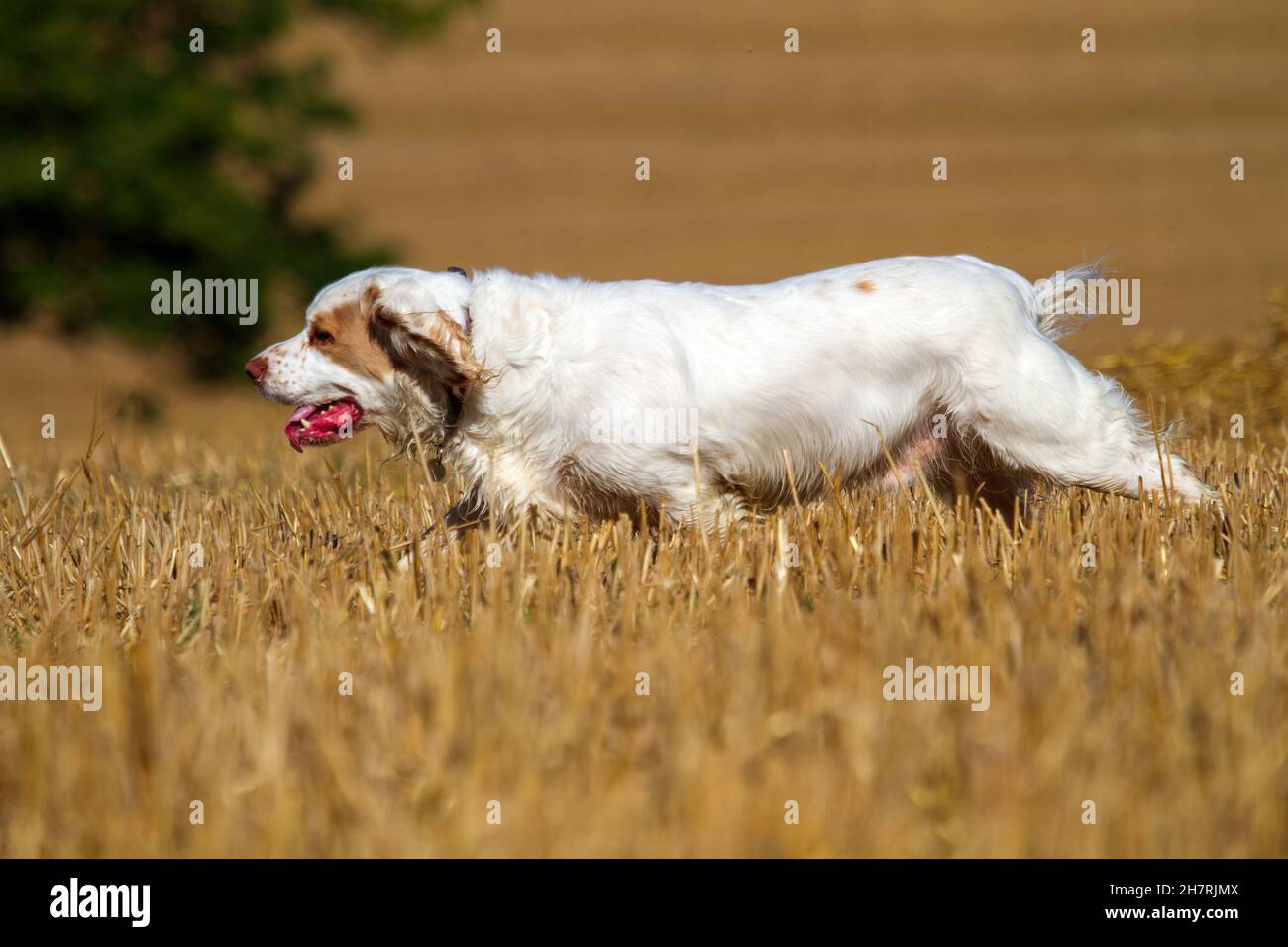 Travail de Clumber Spaniel dans un champ de maïs Banque D'Images