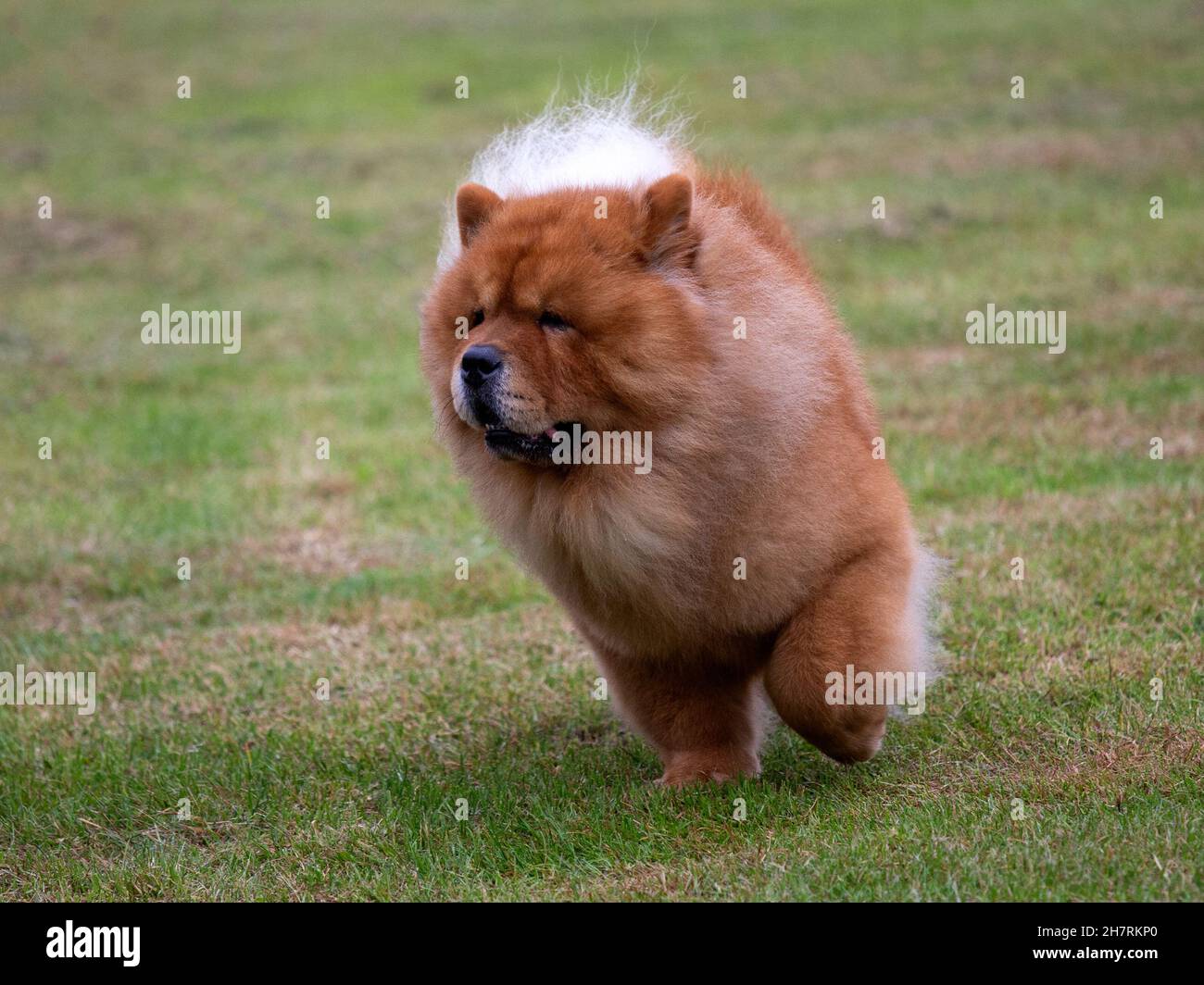 Chow Chow chinois Banque D'Images