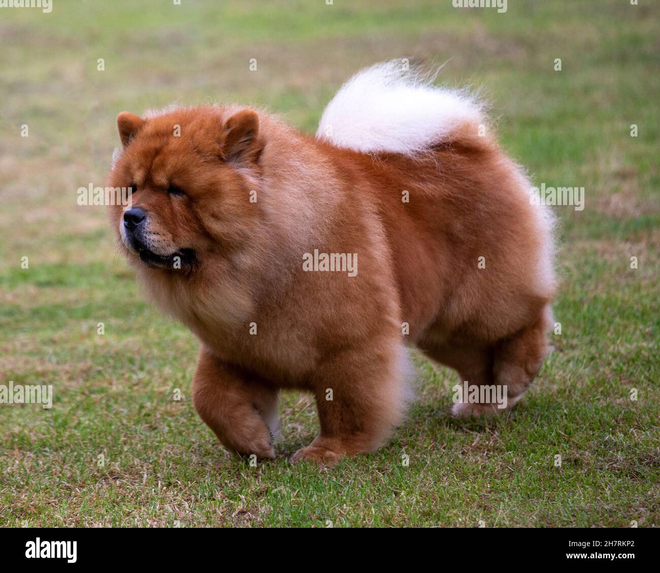 Chow Chow chinois Banque D'Images