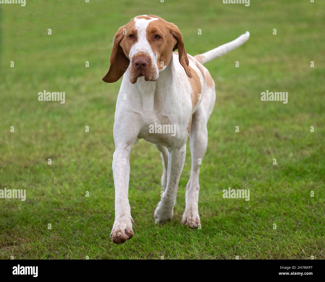 Bracco Italiano Banque D'Images