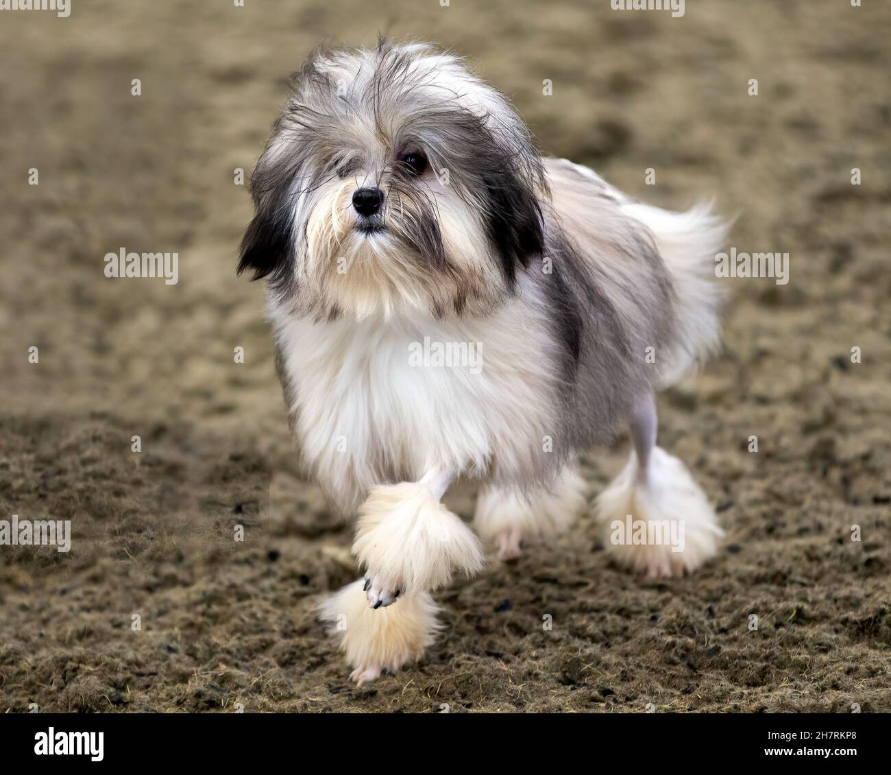 Löwchen ou Little Lion Dog Banque D'Images