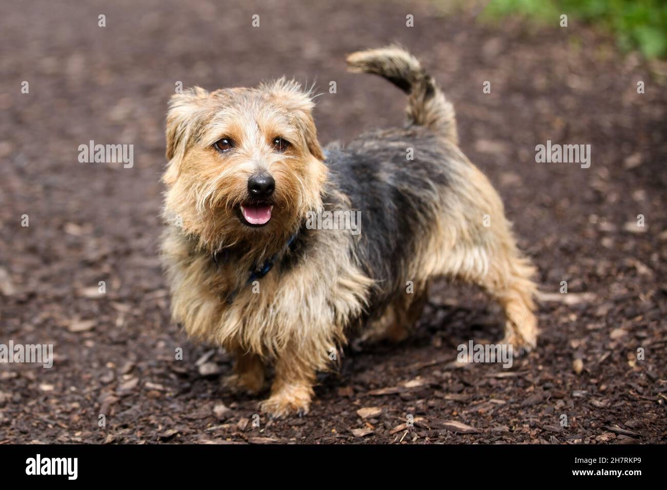 Norfolk Terrier pour une promenade Banque D'Images