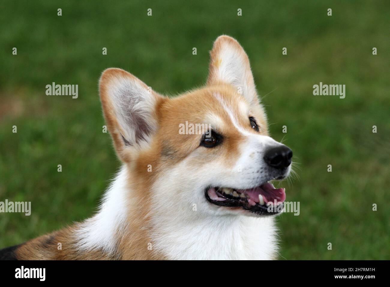 Pembroke Corgi Banque D'Images