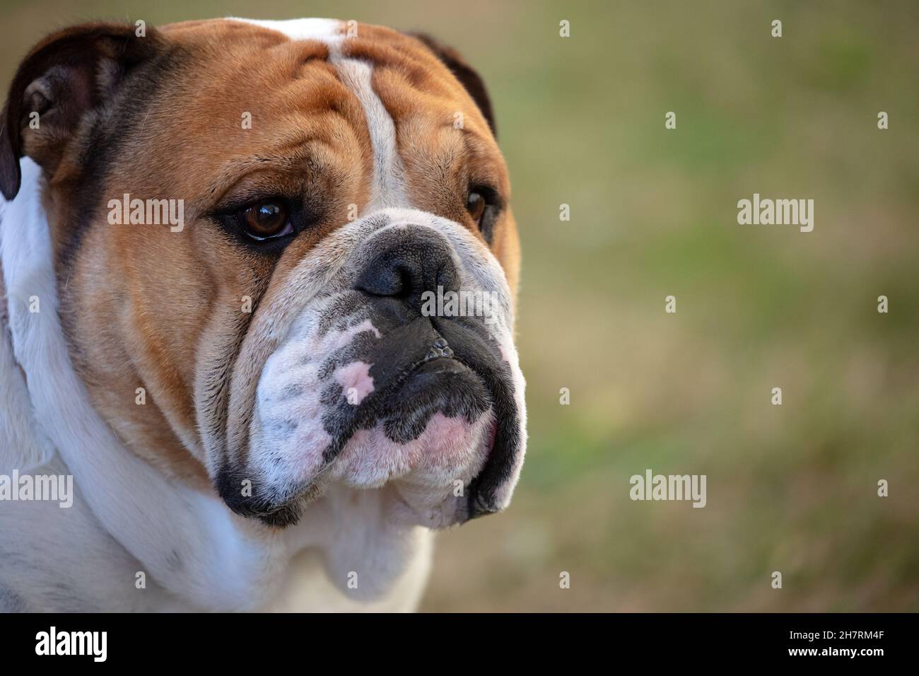 Tête de Bulldog anglaise Banque D'Images