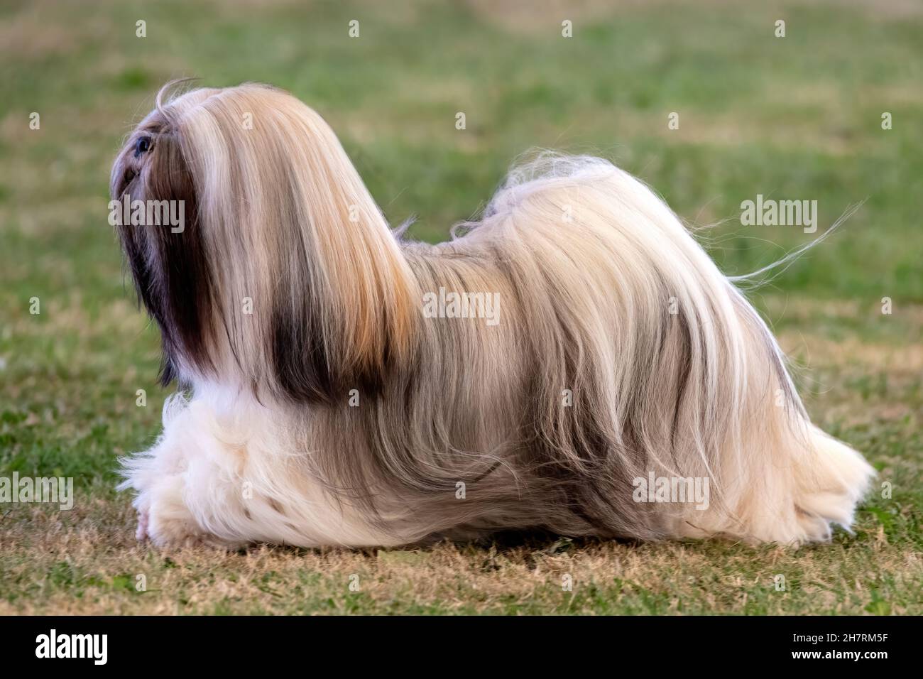 Lhassa Apso aux cheveux longs Banque D'Images