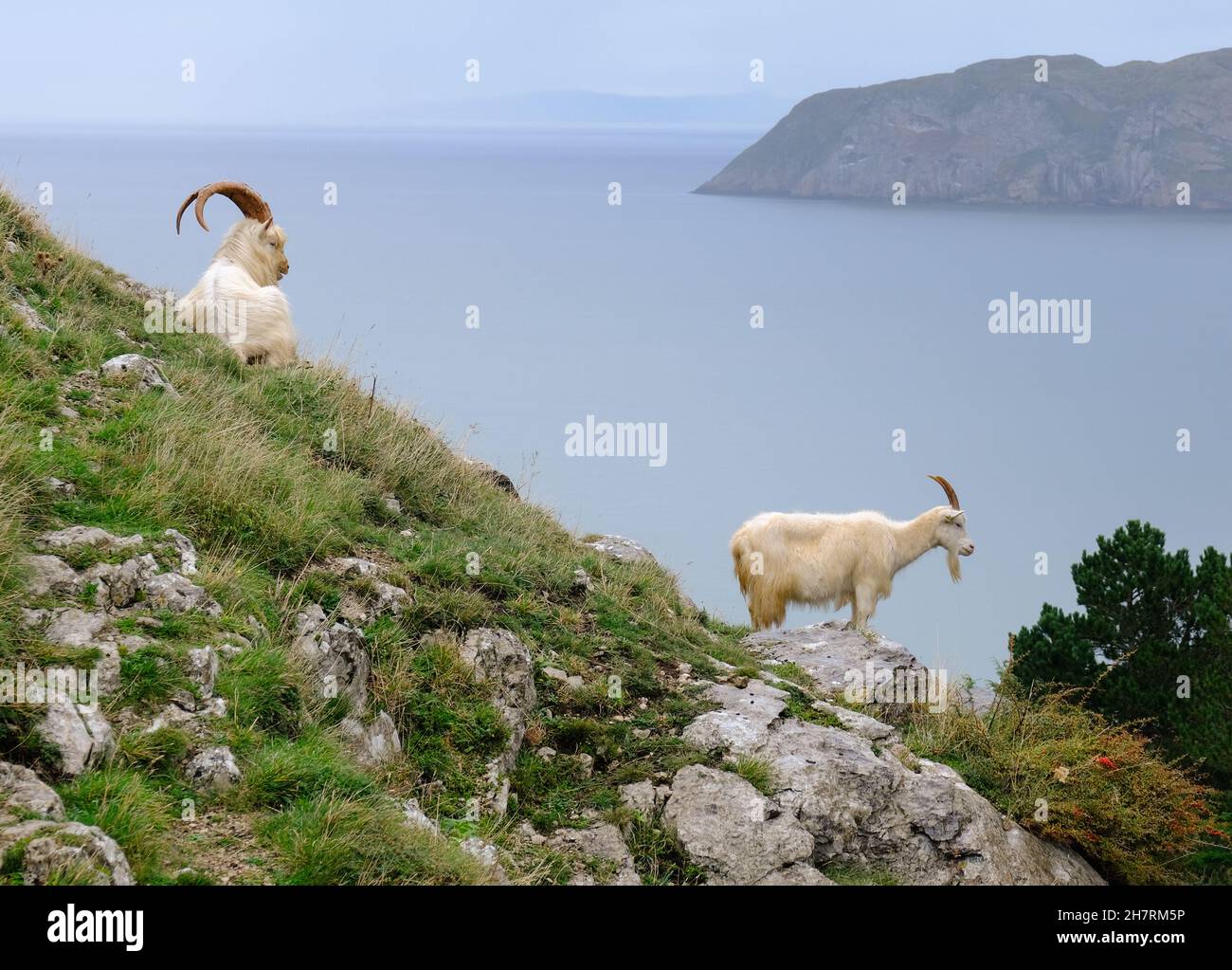 Une paire de chèvres de montagne sur la colline de la Grande Orme surplombant la baie de Llandudno.Le petit Orme est au loin. Banque D'Images