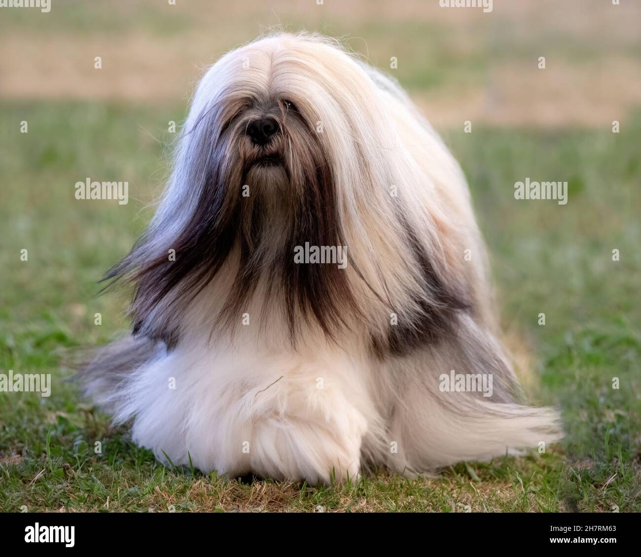 Lhassa Apso aux cheveux longs Banque D'Images